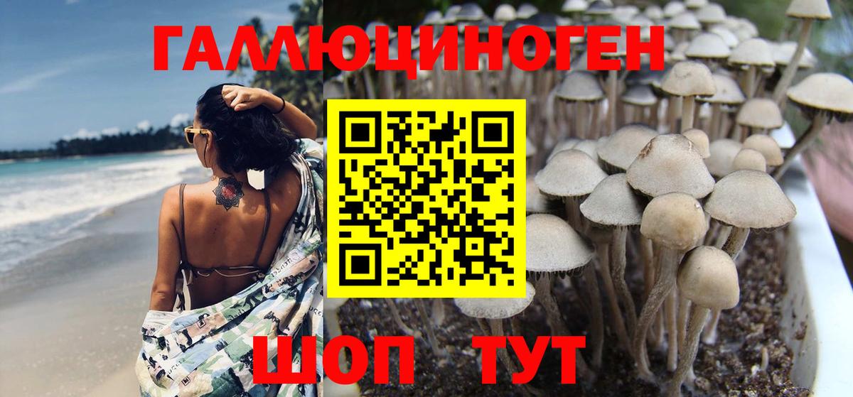 что такое наркотик  Вход с VPN  Псилоцибиновые грибы Magic Shrooms  Сибай  Псилоцибиновые грибы Psilocybe 